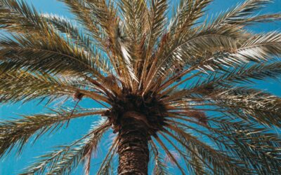 Vangeli della domenica delle palme (Marco 11,1-10 o Giovanni 12,12-16, più il racconto della passione)