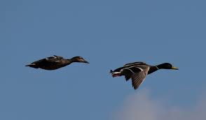 Imparare dagli animali