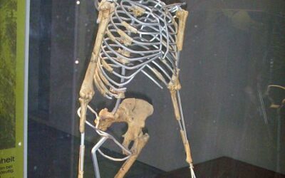 L’eredità di Lucy