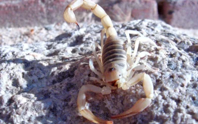 Camminare sopra serpenti e scorpioni