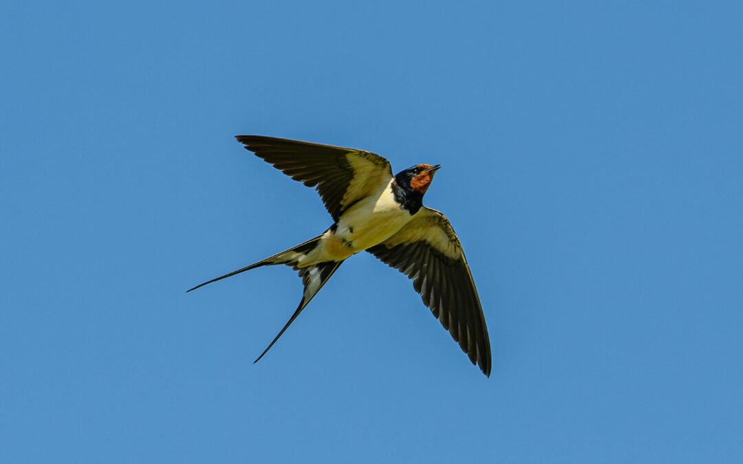 Gli uccelli scompaiono, ma l’Italia è nella retroguardia