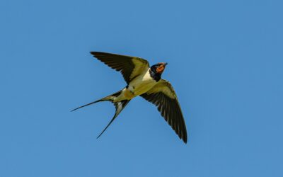 Gli uccelli scompaiono, ma l’Italia è nella retroguardia